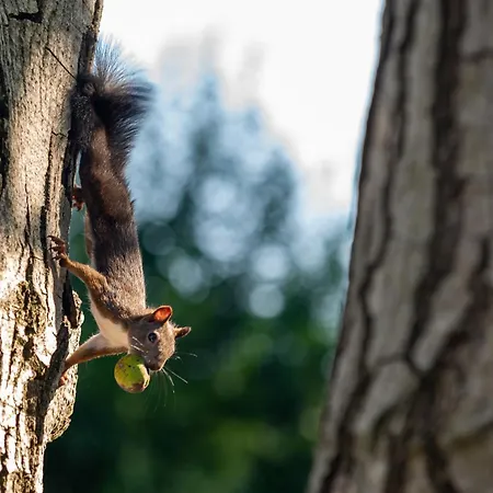 Degi Festetics-kastely, Park Vendeghaz Dég